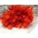 Лагурус - Оранжев от www.cvetarski.com