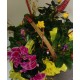 Кошница - циклама от www.cvetarski.com